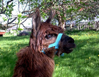 Sommer in Bayern im Urlaub auf dem Bauernhof in Drachselsried erleben. Familienurlaub Bayern in der Ferienwohnung Bayern. Die Liegewiese im Obstgarten.